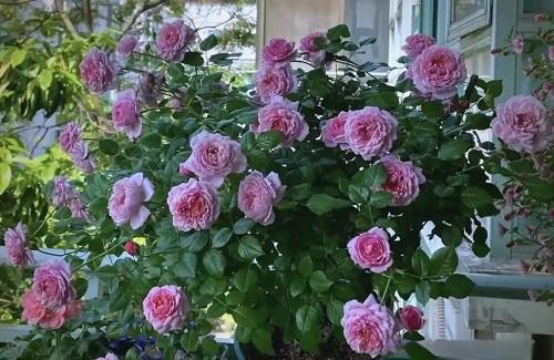 u=2787583465,367840938&fm=253&fmt=auto.webp
