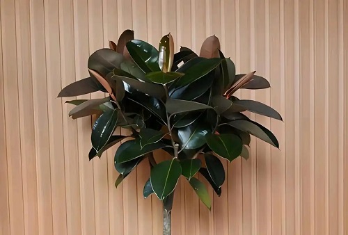 u=2854904851,1311484080&fm=253&fmt=auto.webp