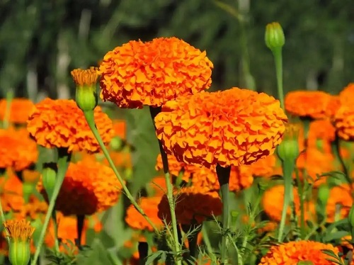 u=2908058152,27123949&fm=253&fmt=auto&app=138&f=JPEG.webp