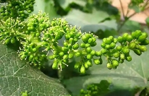 u=2970623142,673721249&fm=253&fmt=auto&app=138&f=JPEG.webp