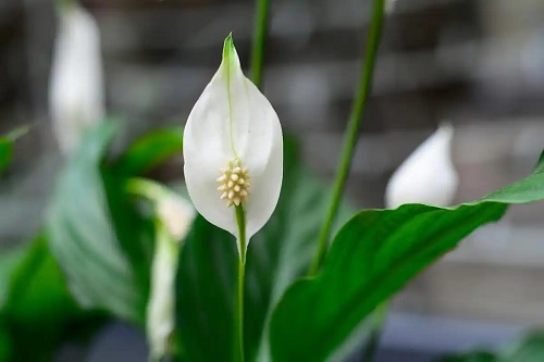 u=3065543792,2578447807&fm=253&fmt=auto&app=120&f=JPEG.webp