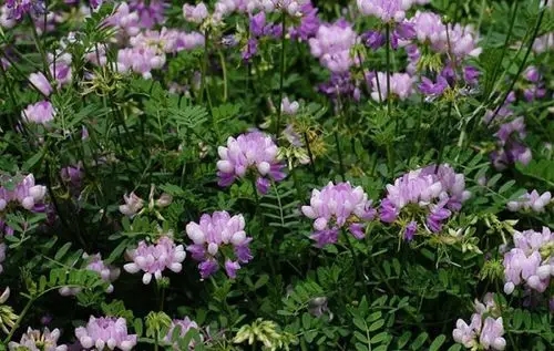 u=3279405081,2100955171&fm=253&fmt=auto&app=138&f=JPEG.webp