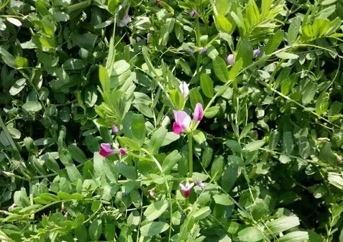 u=3344377085,3599390475&fm=253&fmt=auto&app=120&f=JPEG.webp