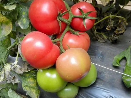 u=3582009226,21592022&fm=253&fmt=auto&app=138&f=JPEG.webp