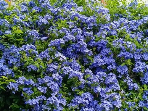 u=3663836617,1801253041&fm=253&fmt=auto&app=120&f=JPEG.webp