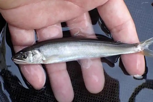 u=3702207453,2218141042&fm=253&fmt=auto&app=138&f=JPEG.webp u=3702207453,2218141042&fm=253&fmt=auto&app=138&f=JPEG.webp