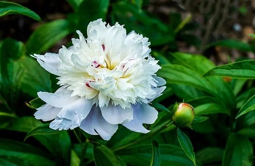 u=3709389221,4039452628&fm=253&fmt=auto&app=138&f=JPEG.webp