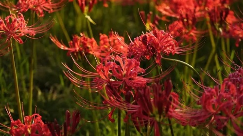 u=3744977535,542519229&fm=253&fmt=auto&app=120&f=JPEG.webp (1)
