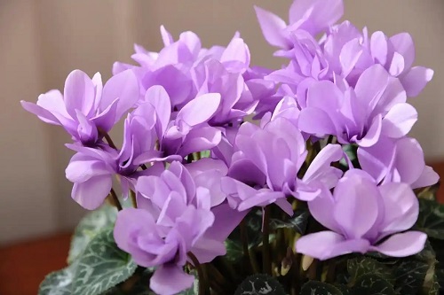u=3750574176,2547550637&fm=253&fmt=auto.webp