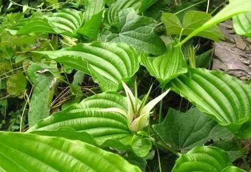 u=3759590539,1505032869&fm=253&fmt=auto&app=138&f=JPEG.webp