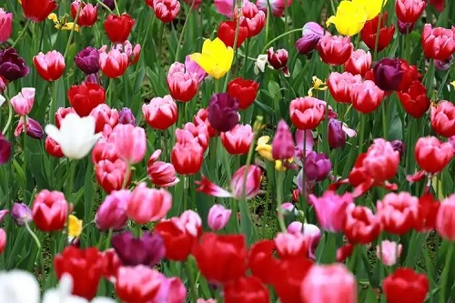 u=3765488507,1108493184&fm=253&fmt=auto&app=138&f=JPEG.webp