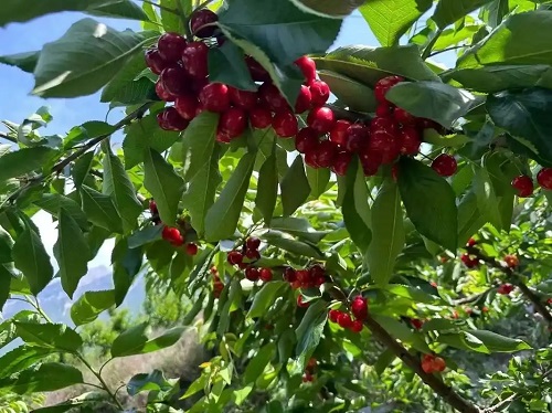 u=3767275224,346866081&fm=253&fmt=auto&app=138&f=JPEG.webp