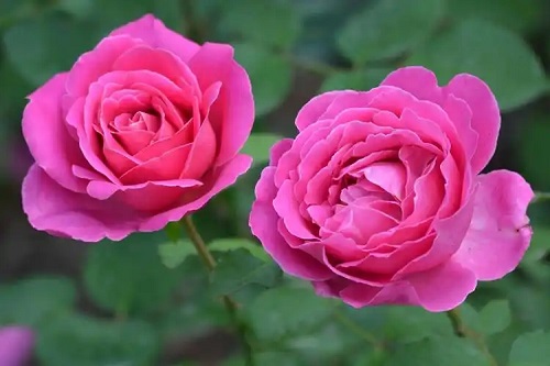 u=3775278333,3047493631&fm=253&fmt=auto&app=138&f=JPEG.webp
