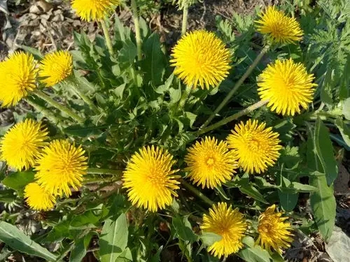 u=3788568032,3356097984&fm=253&fmt=auto&app=138&f=JPEG.webp