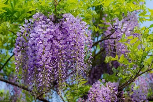 u=3794108148,355519475&fm=253&fmt=auto&app=138&f=JPEG.webp