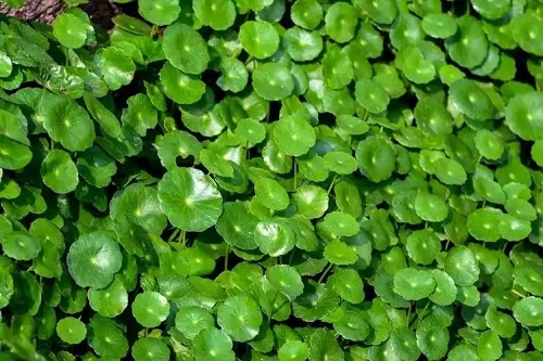 u=3898265936,1032753215&fm=253&fmt=auto&app=120&f=JPEG.webp