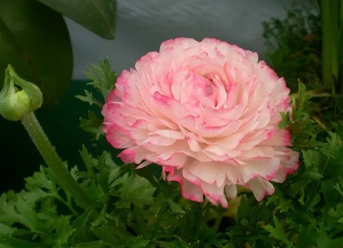 u=3945608876,1198955675&fm=253&fmt=auto&app=138&f=JPEG.webp
