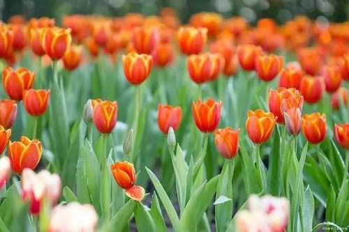 u=3974502503,1145942645&fm=253&fmt=auto&app=120&f=JPEG.webp