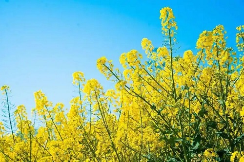 u=4042654722,387292778&fm=253&fmt=auto&app=120&f=JPEG.webp