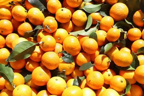 u=4127244973,1471159876&fm=253&fmt=auto&app=120&f=JPEG.webp