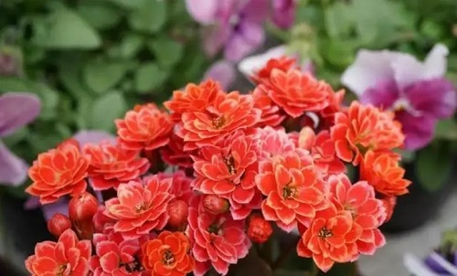 u=4147261258,3825910767&fm=253&fmt=auto&app=138&f=JPEG.webp