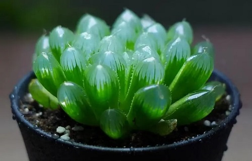 u=4161188637,2476988017&fm=253&fmt=auto&app=138&f=JPEG.webp