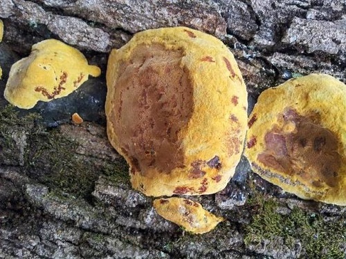 u=420900084,278046773&fm=30&app=106&f=JPEG u=420900084,278046773&fm=30&app=106&f=JPEG