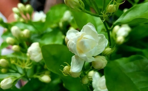 u=4214670348,2012499432&fm=253&fmt=auto&app=138&f=JPEG.webp