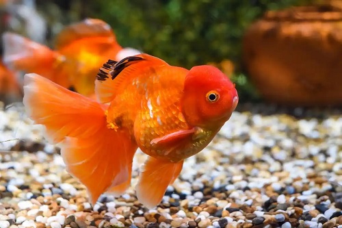 u=4276317954,3226947242&fm=253&fmt=auto&app=120&f=JPEG.webp
