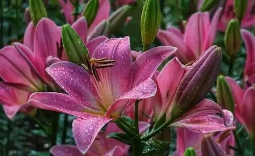 u=4294088040,2155727749&fm=253&fmt=auto.webp