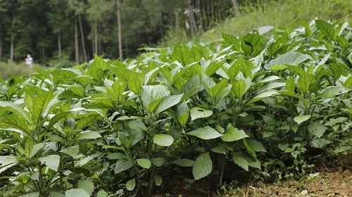 u=45849565,3897634236&fm=253&fmt=auto&app=138&f=JPEG.webp