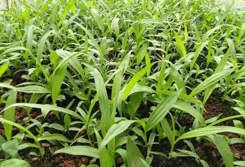 u=478488303,4096658862&fm=253&fmt=auto&app=138&f=JPEG.webp