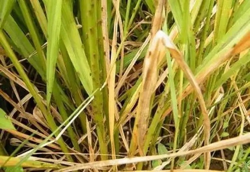 u=554149332,3044471827&fm=253&fmt=auto.webp