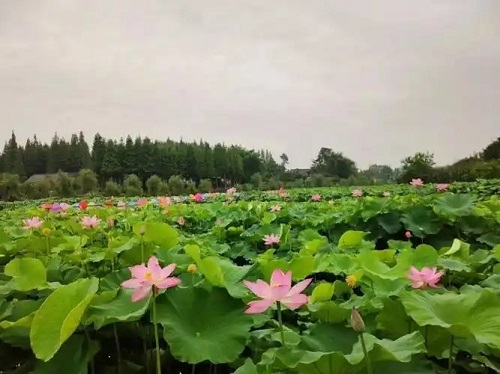 u=602665345,2863223972&fm=253&fmt=auto&app=138&f=JPEG.webp