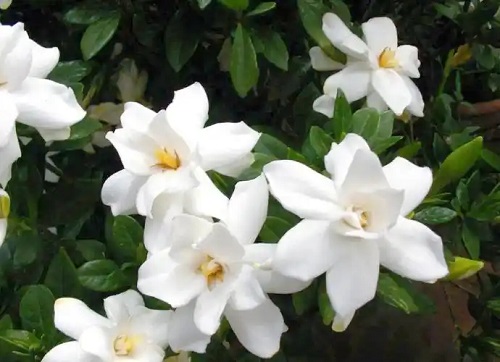 u=605060107,3087274920&fm=253&fmt=auto&app=138&f=JPEG.webp