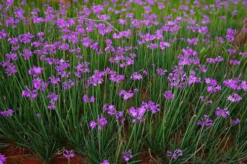 u=607390725,2918824105&fm=253&fmt=auto&app=120&f=JPEG.webp