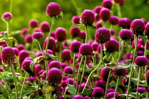 u=707647258,309173976&fm=253&fmt=auto&app=138&f=JPEG.webp