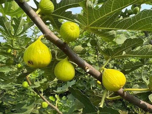 u=933162709,3813109832&fm=253&fmt=auto&app=138&f=JPEG.webp u=933162709,3813109832&fm=253&fmt=auto&app=138&f=JPEG.webp