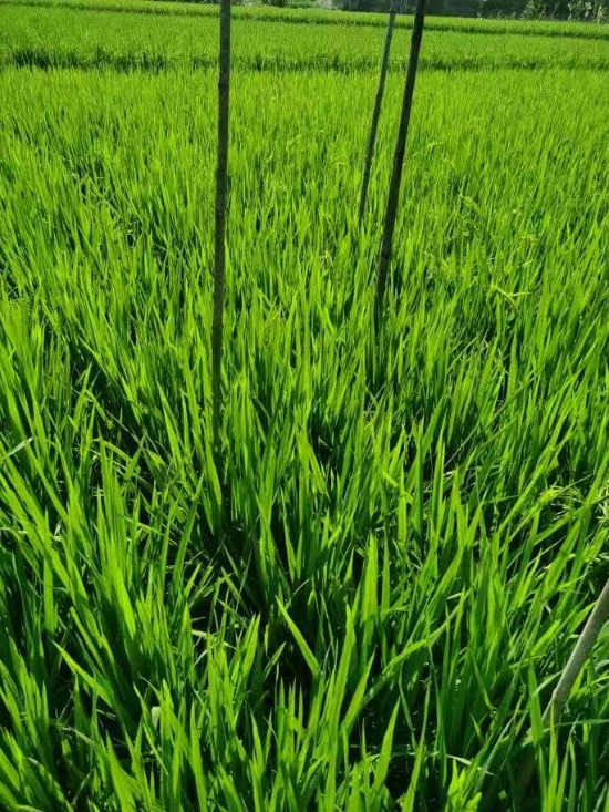 wxtp_20250724143953