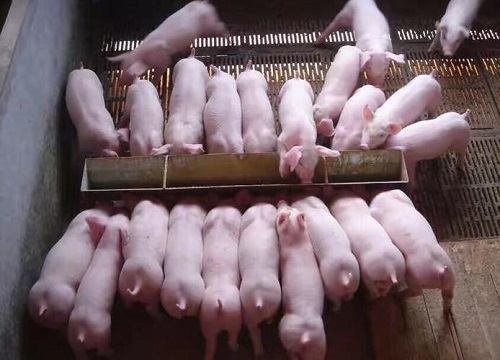 猪苗养殖技术注意事项及防病策略