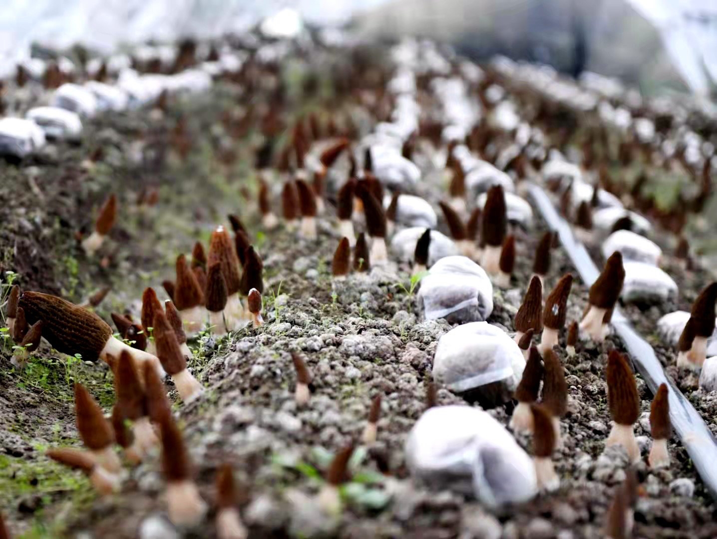 羊肚菌种植方法和条件和生长周期