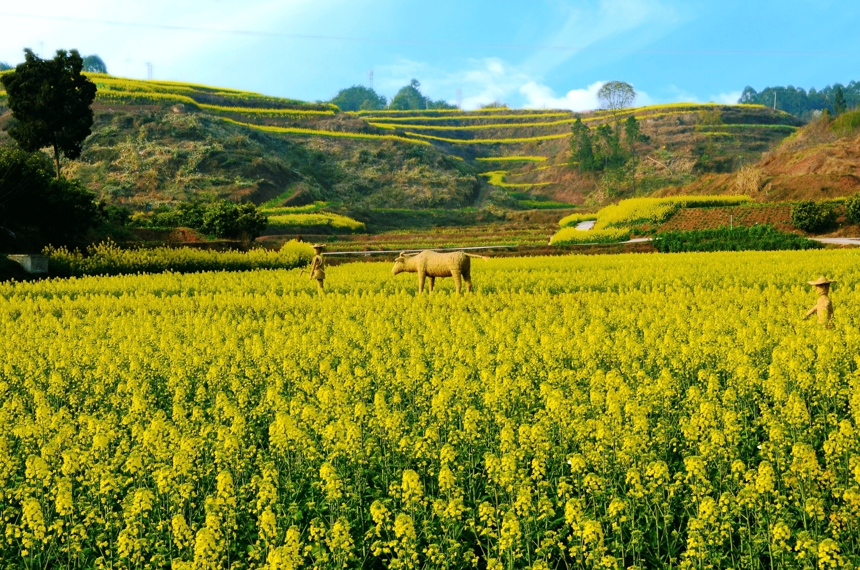 凉山越西县打造油菜花乡村旅游名片