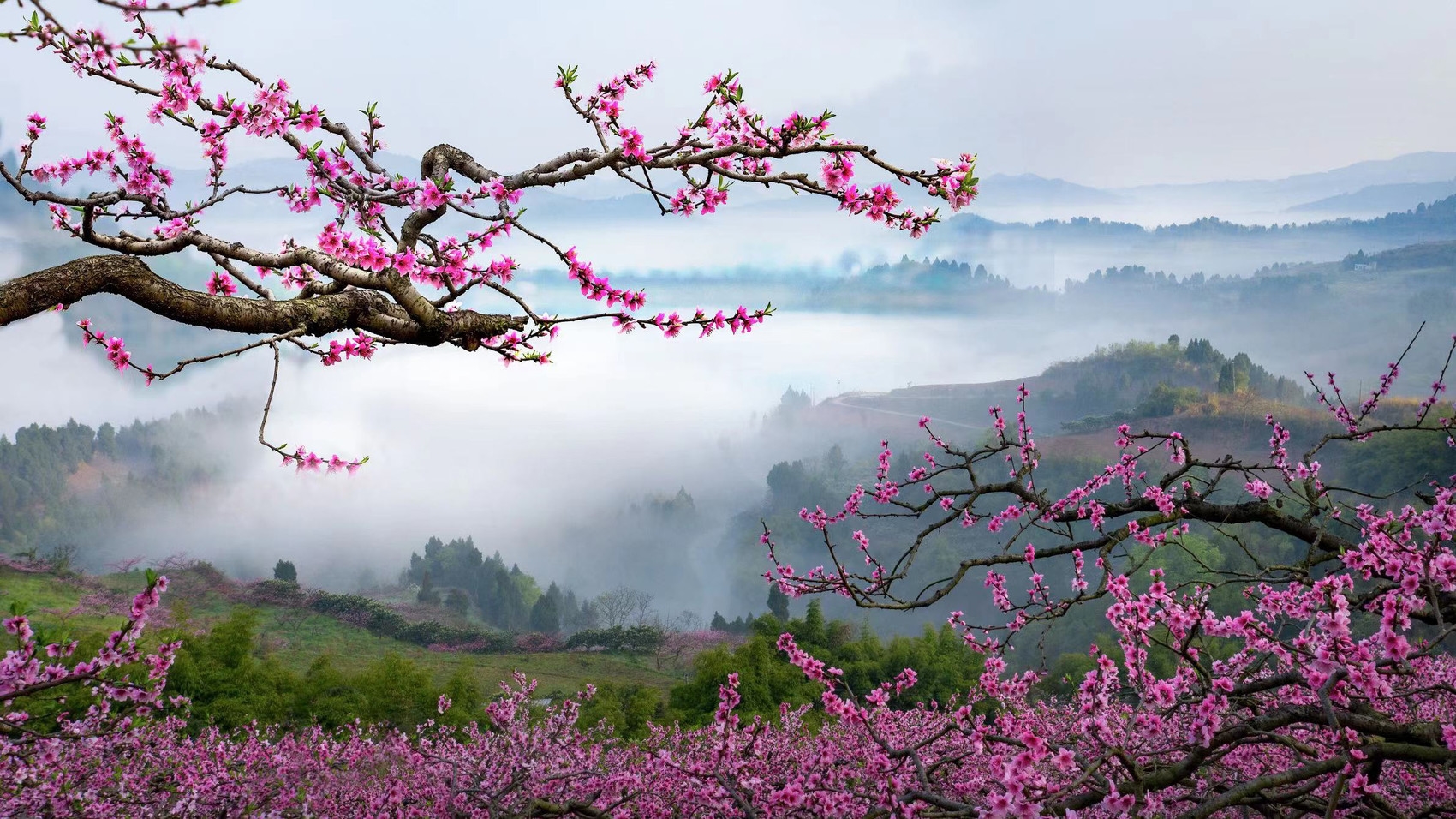 成都龙泉驿桃花节开幕六大主题线路欢乐不断