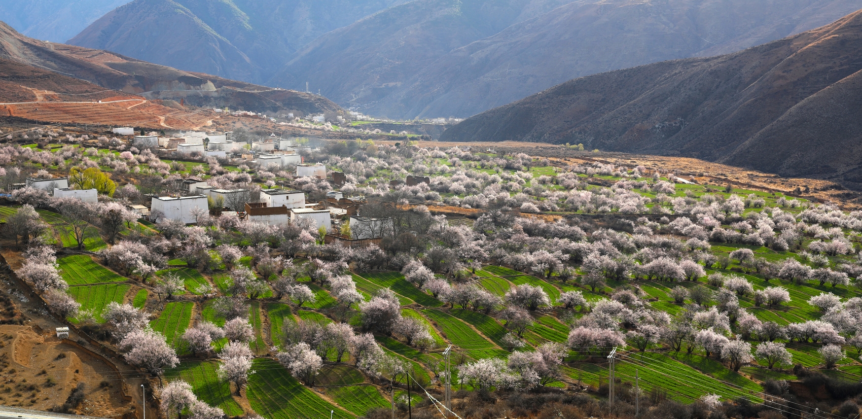 得荣县十里桃林春盛