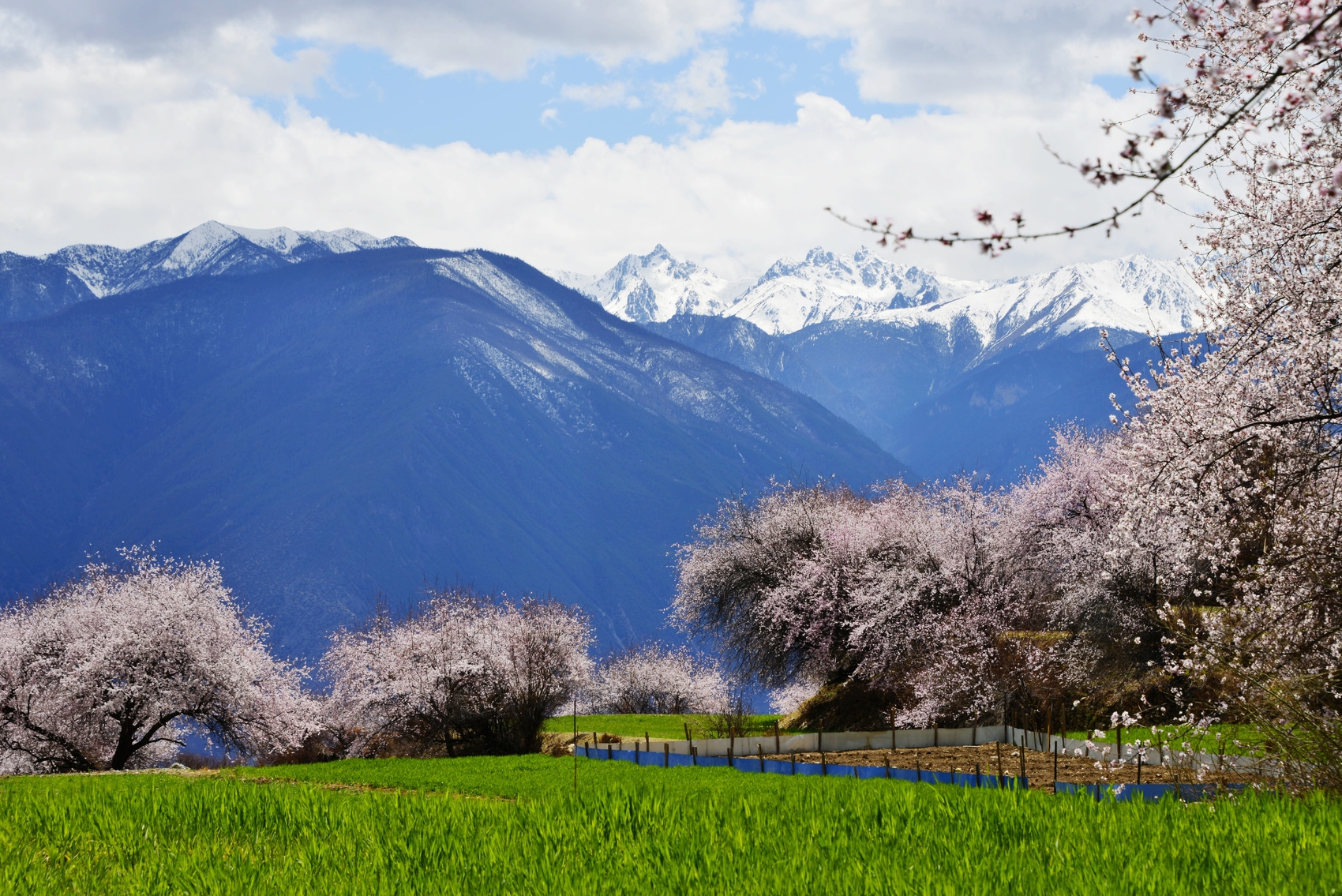 得荣县十里桃林春盛