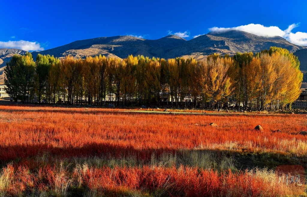 秋色起稻城红草地带来高原最美色彩