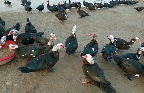 鸳鸯鸭的高效养殖技术及管理