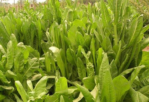 将军菊苣牧草的优缺点