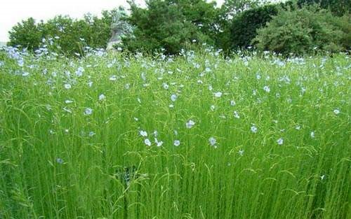 亚麻生长需要的条件和种植的方法