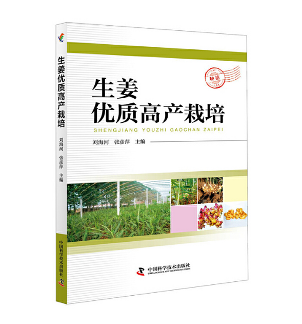 生姜优质高产栽培